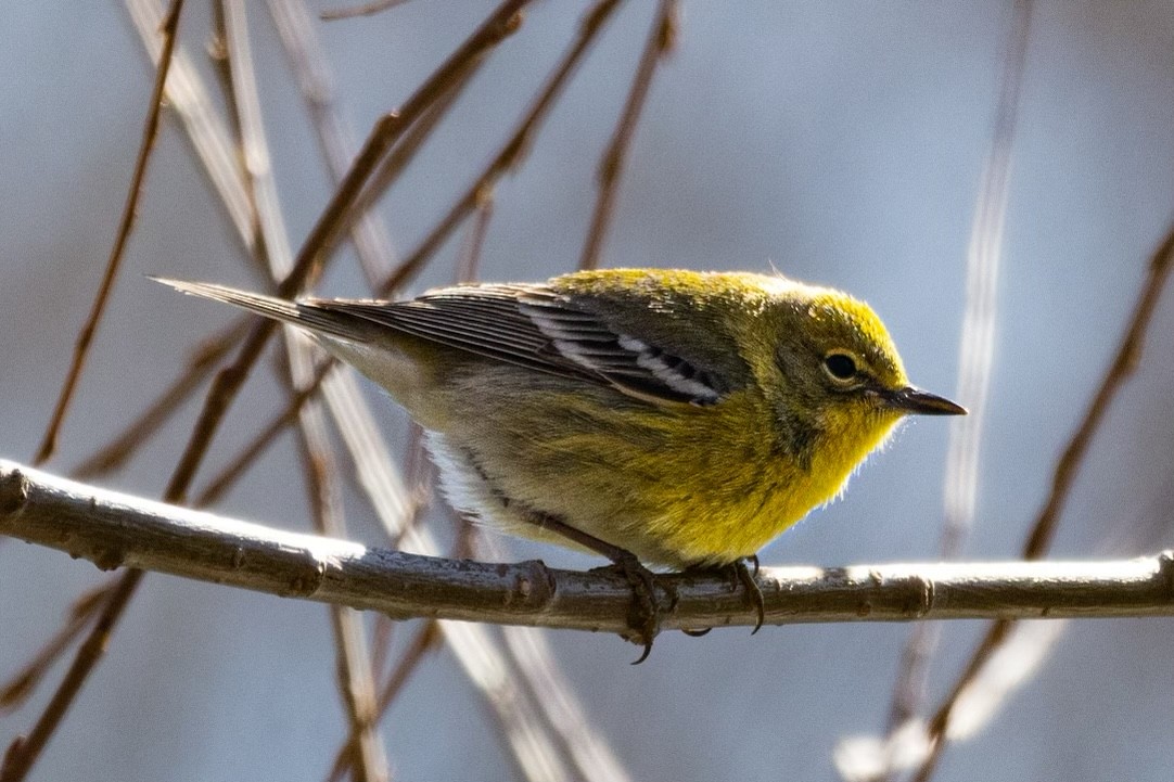 Pine Warbler - Krystal Elghanayan