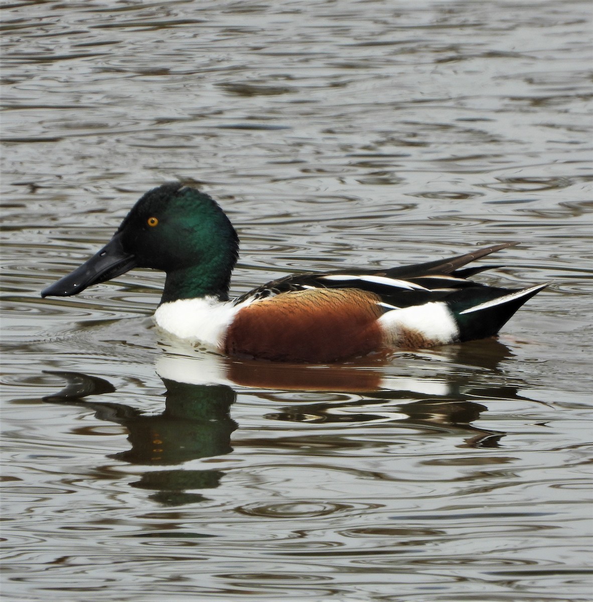 Northern Shoveler - ML547240581