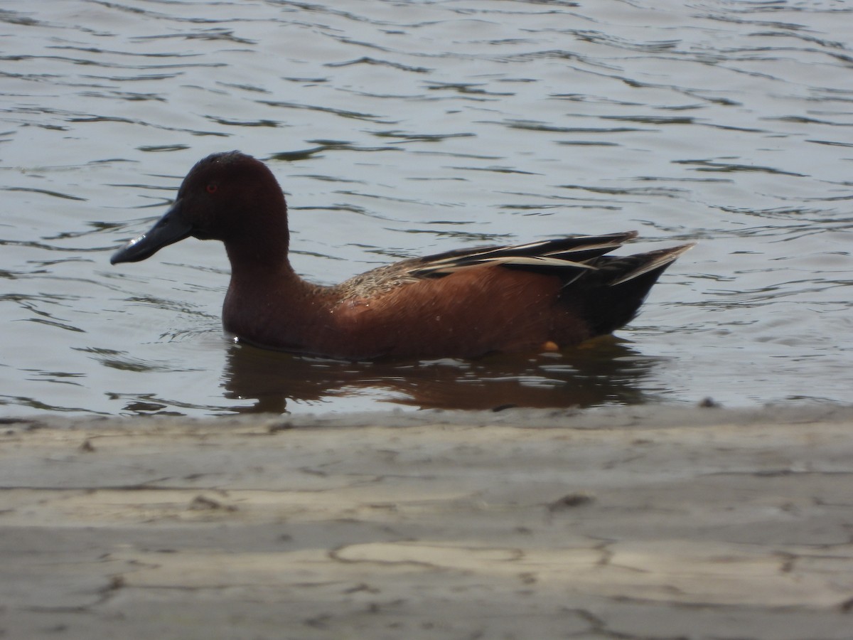 Cinnamon Teal - ML547240801