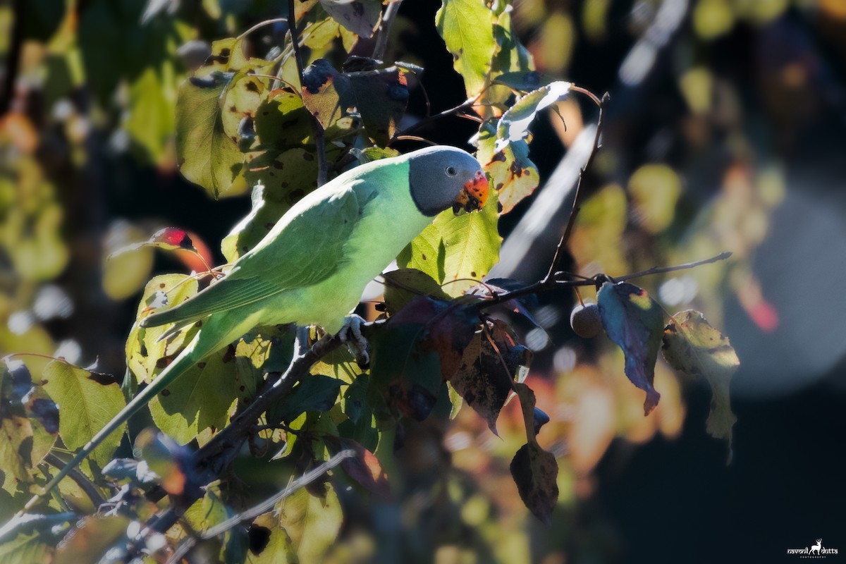 Slaty-headed Parakeet - Navonil Dutta