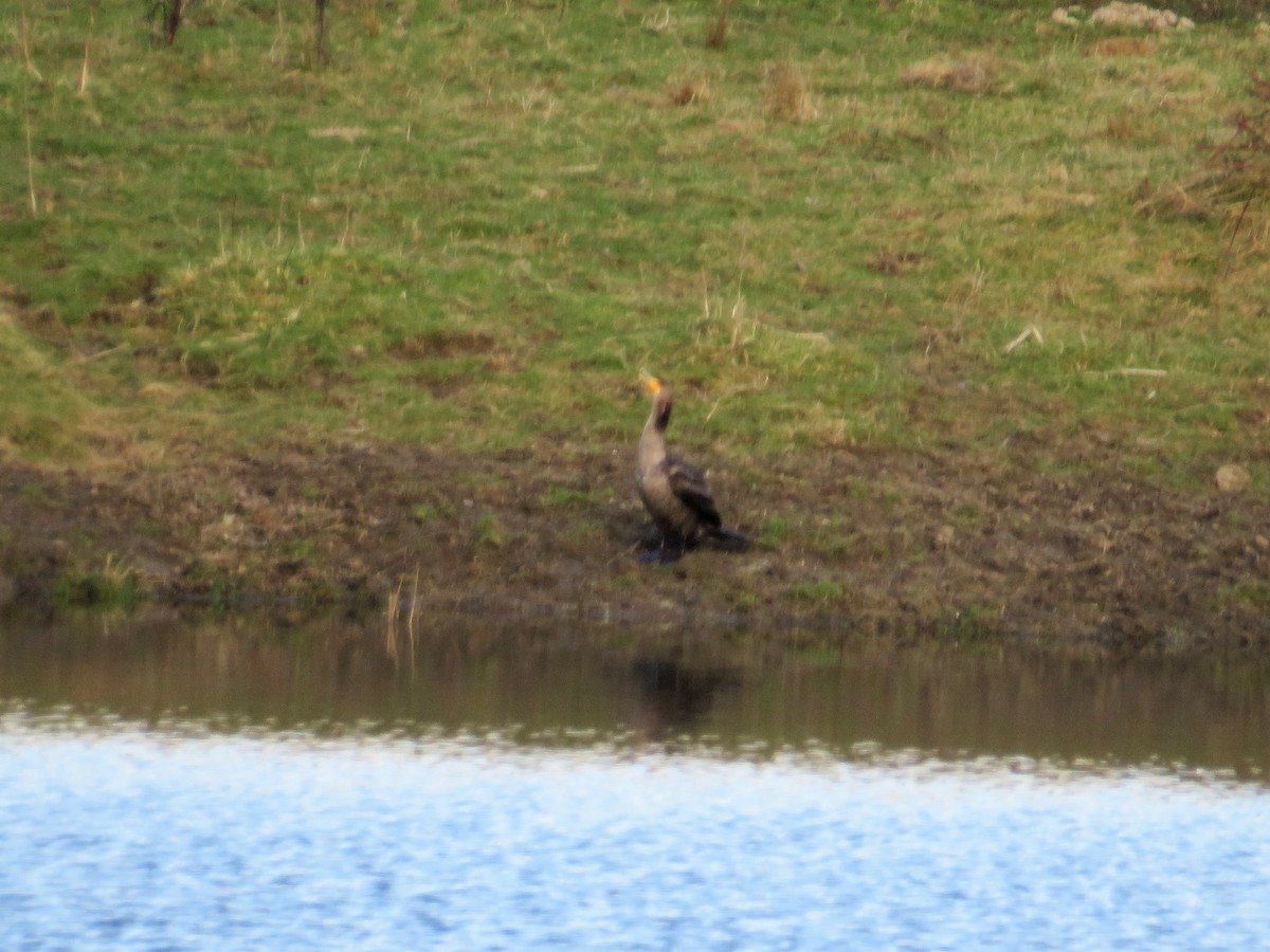 Cormoran à aigrettes - ML547242521