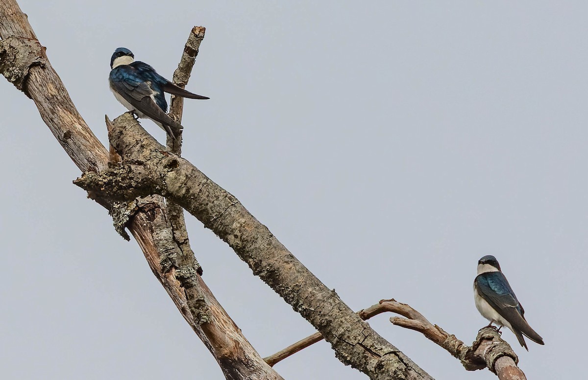 Golondrina Bicolor - ML547242781