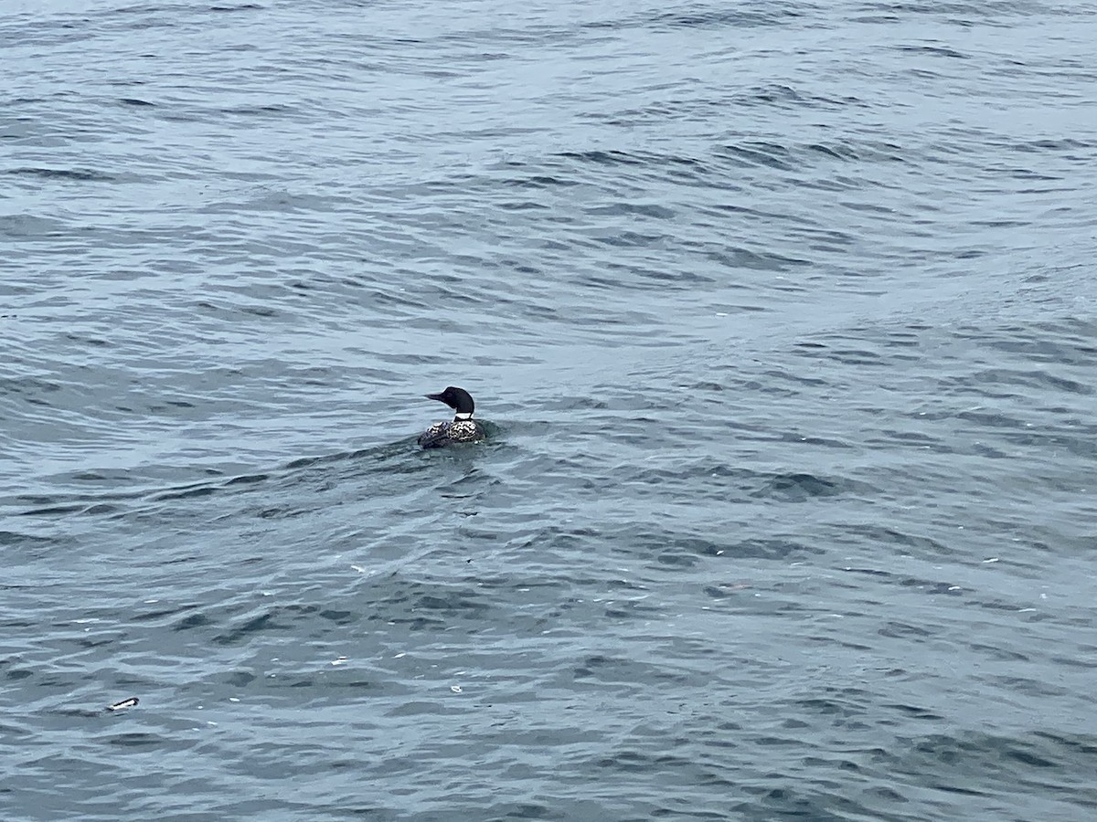 Common Loon - ML547243071