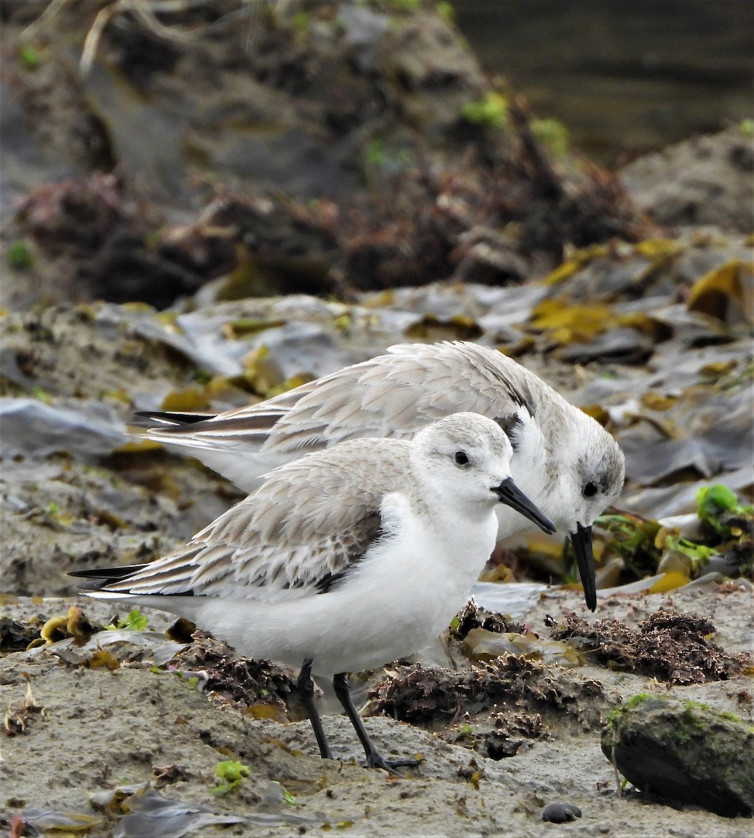 Bécasseau sanderling - ML547243891