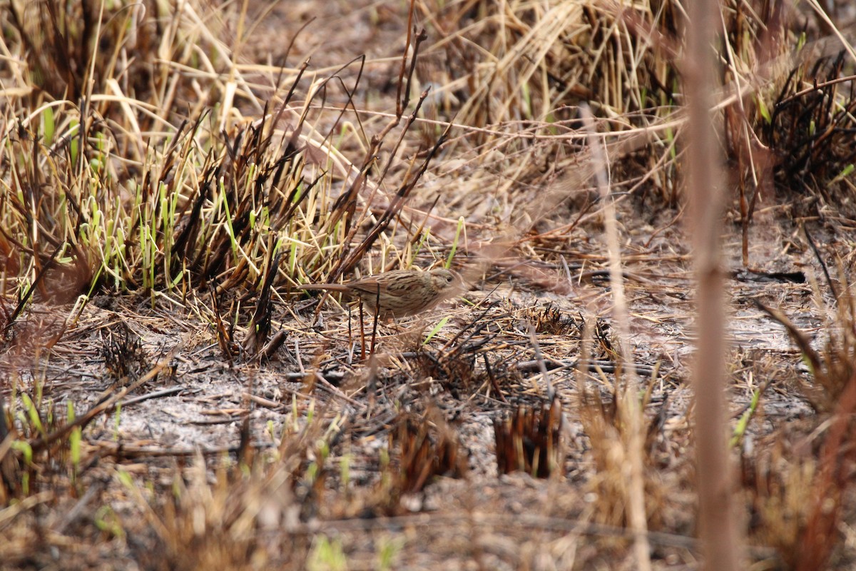 Lincoln's Sparrow - ML547244711