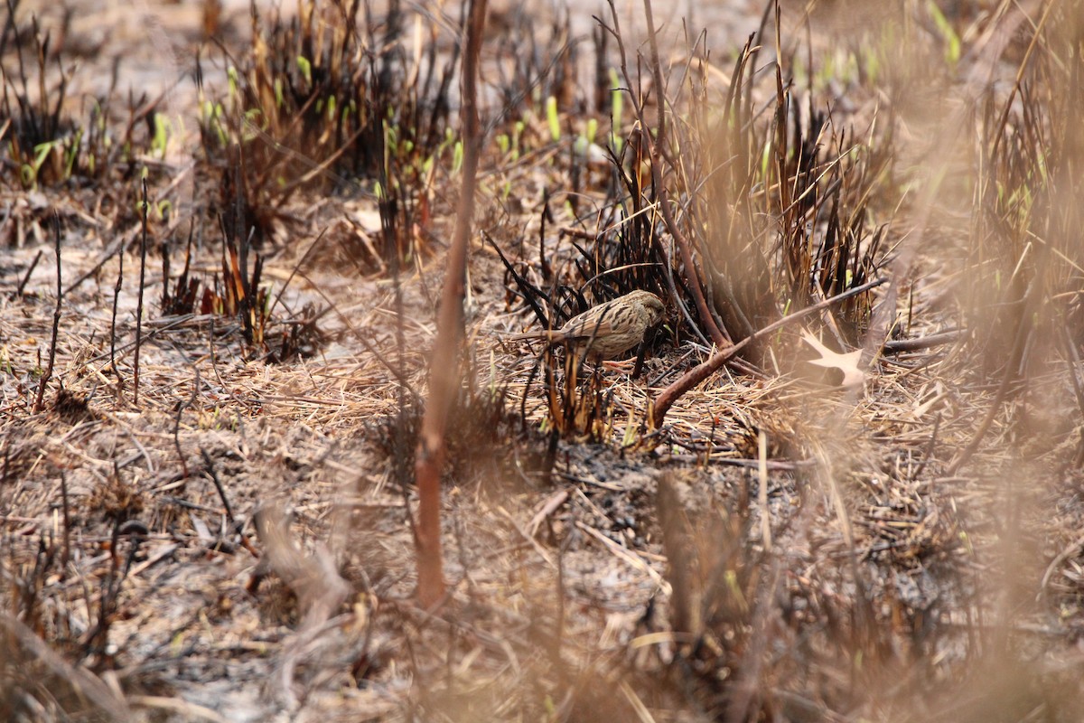 Lincoln's Sparrow - ML547244741