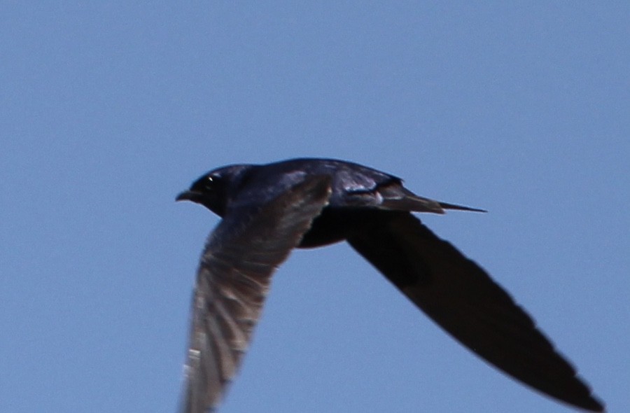 Purple Martin - ML547244831