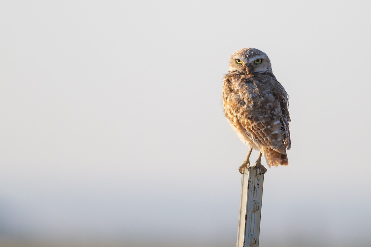 Burrowing Owl - Chris Sayers