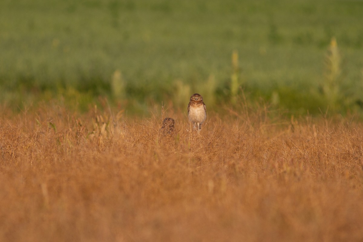 Burrowing Owl - Chris Sayers