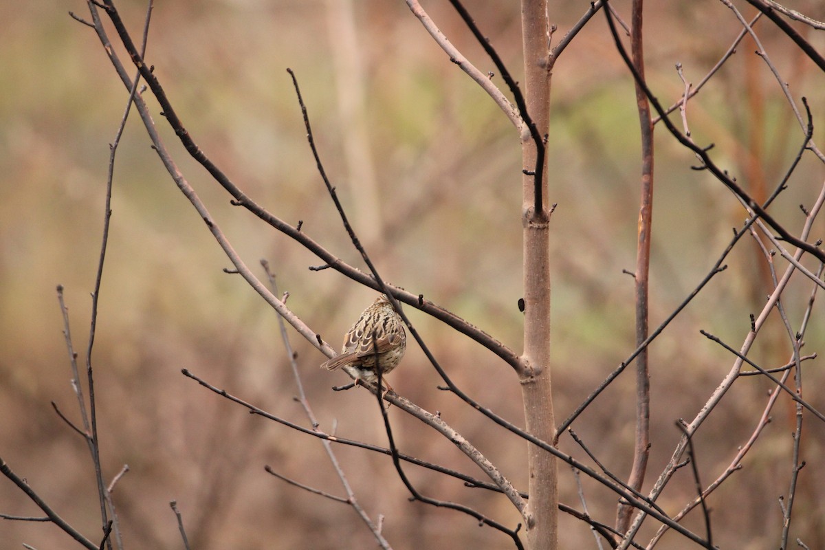 Lincoln's Sparrow - ML547245691