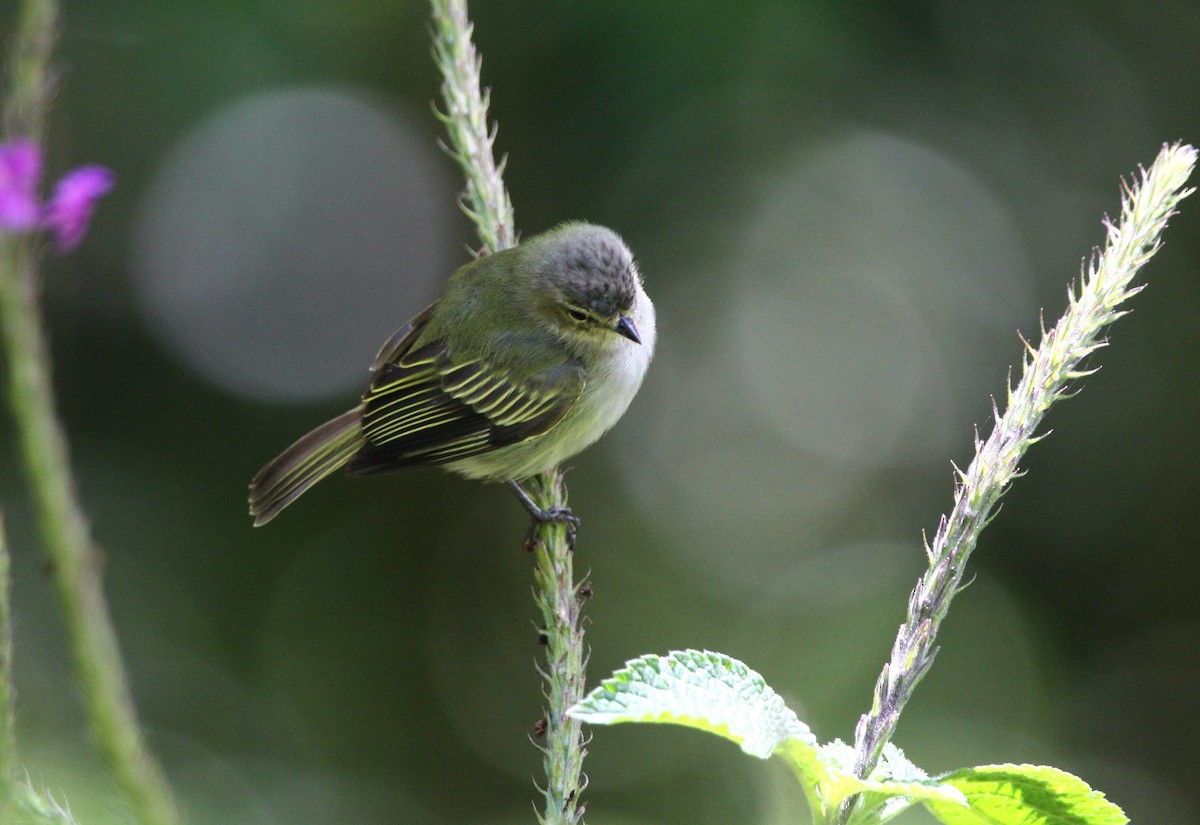 Mistletoe Tyrannulet - Ken Watkins