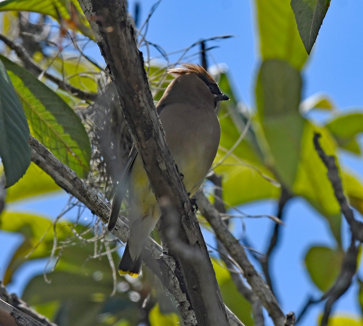 Cedar Waxwing - ML547248291