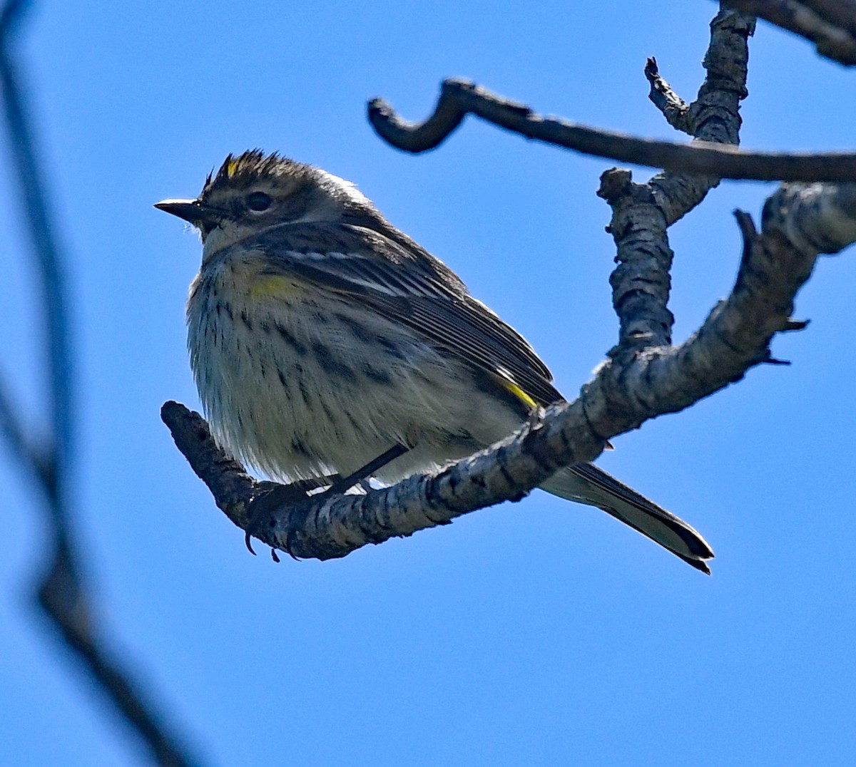 Yellow-rumped Warbler (Myrtle) - Richard Taylor