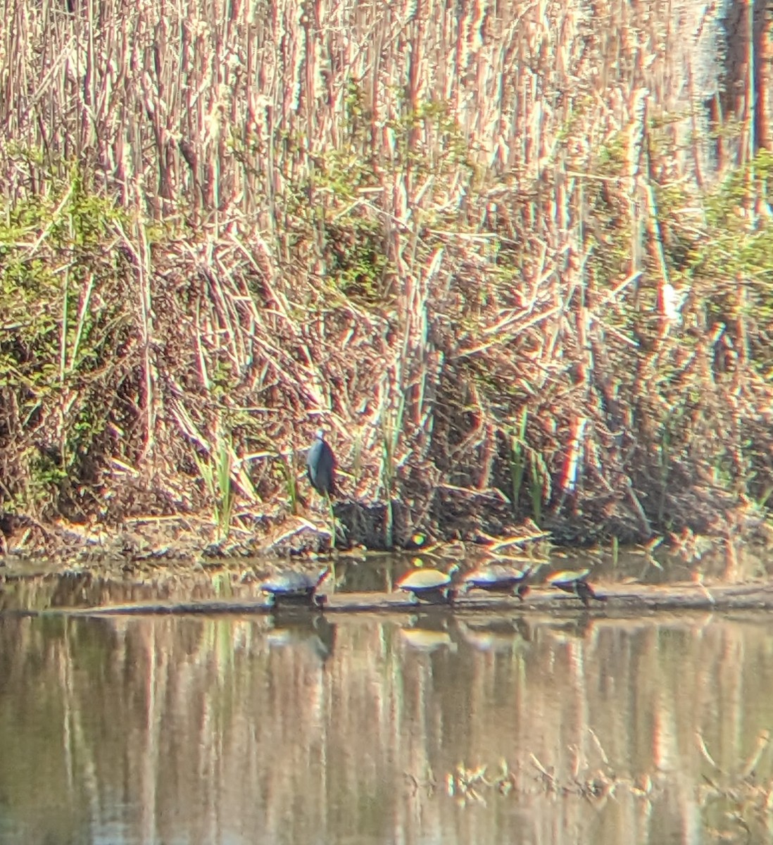 Little Blue Heron - ML547249541