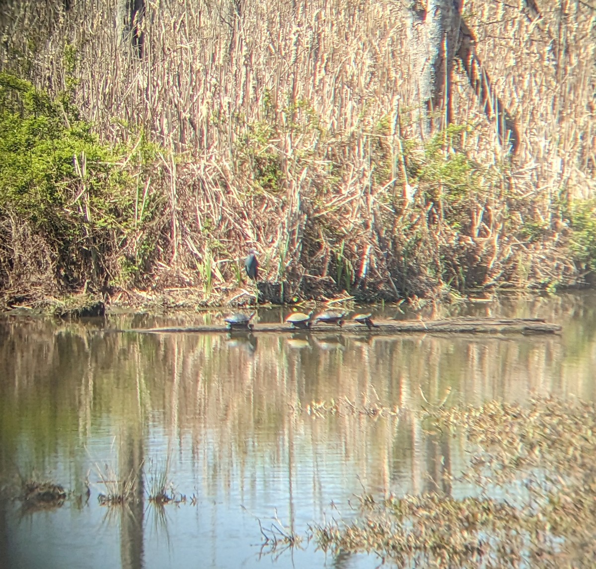 Little Blue Heron - ML547249551