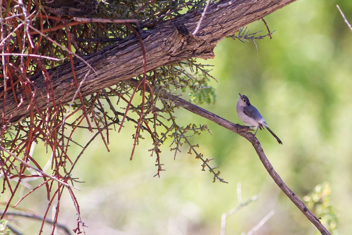 Black-tailed Gnatcatcher - ML547254951