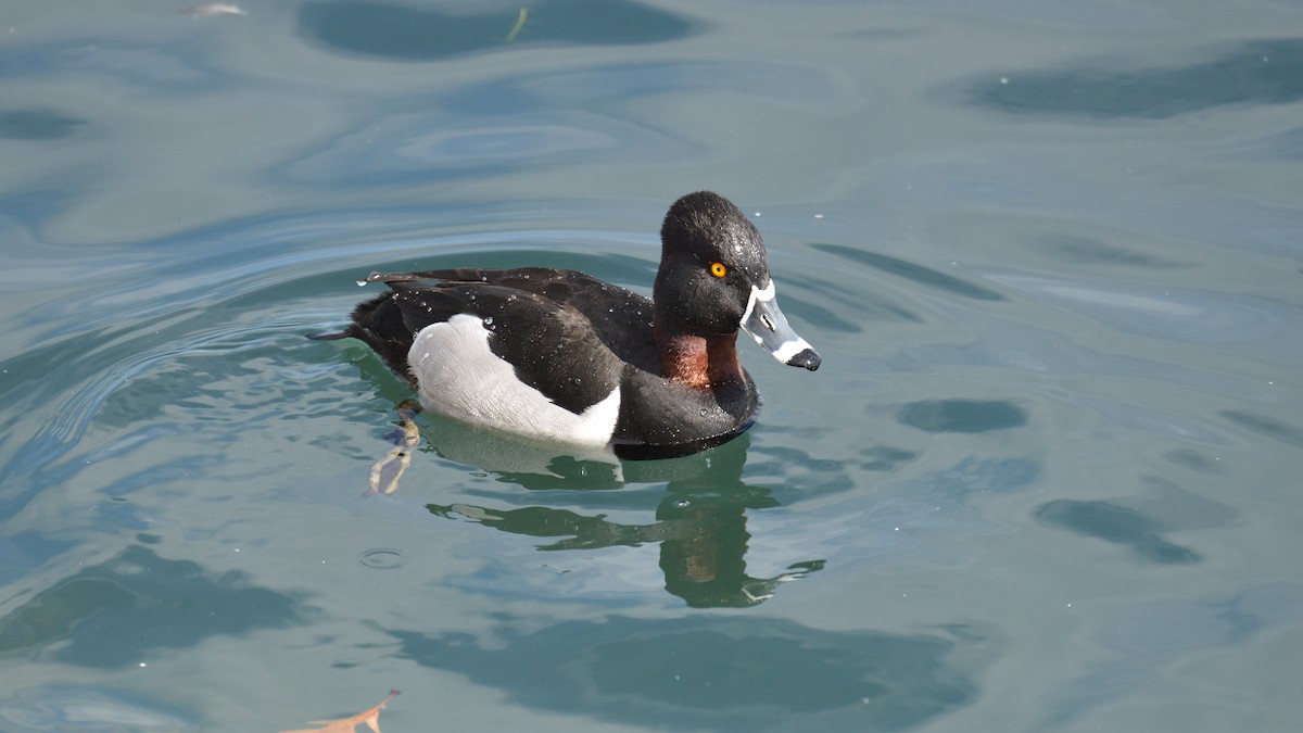Ring-necked Duck - ML547256161
