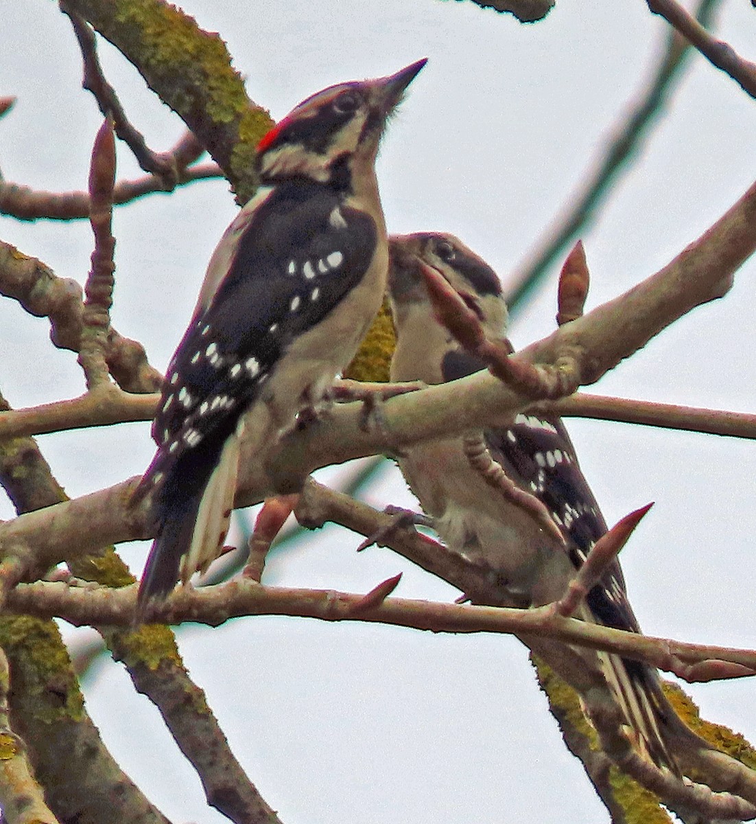 Downy Woodpecker - ML547256171