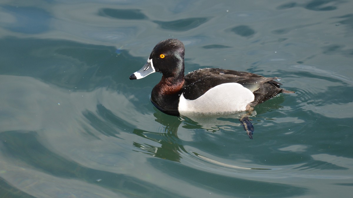 Ring-necked Duck - ML547256351