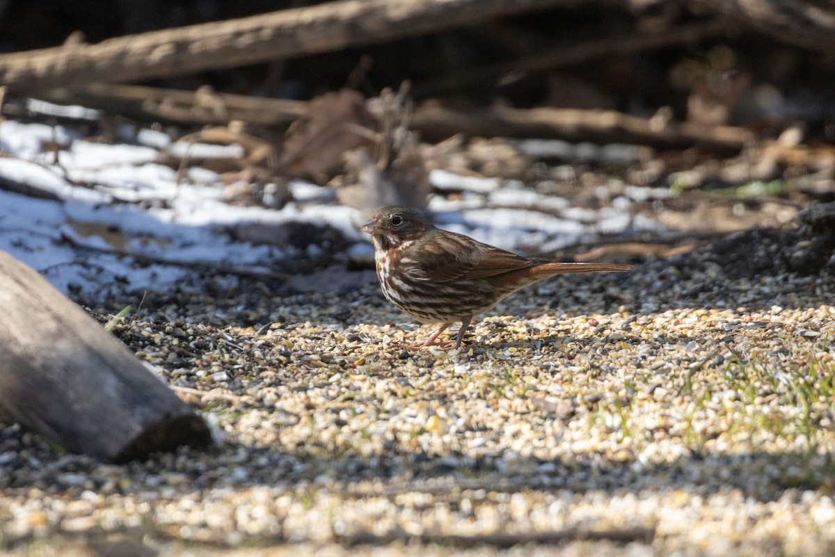 Fox Sparrow (Red) - ML547258451