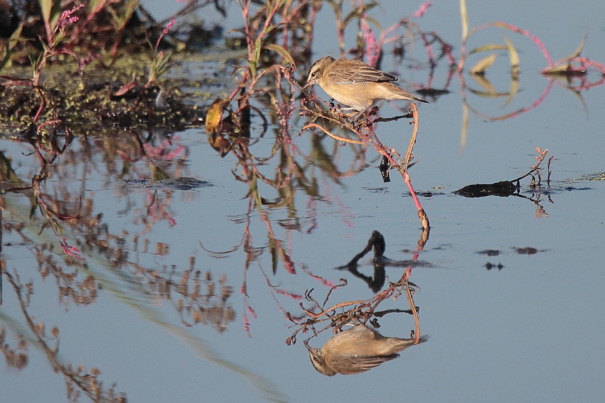 Sedge Warbler - ML547258501