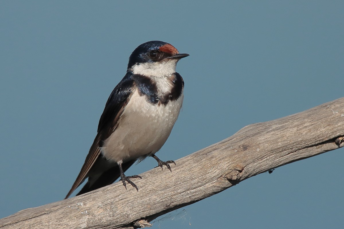 White-throated Swallow - ML547258551