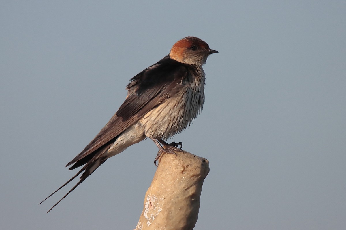 Greater Striped Swallow - ML547258661
