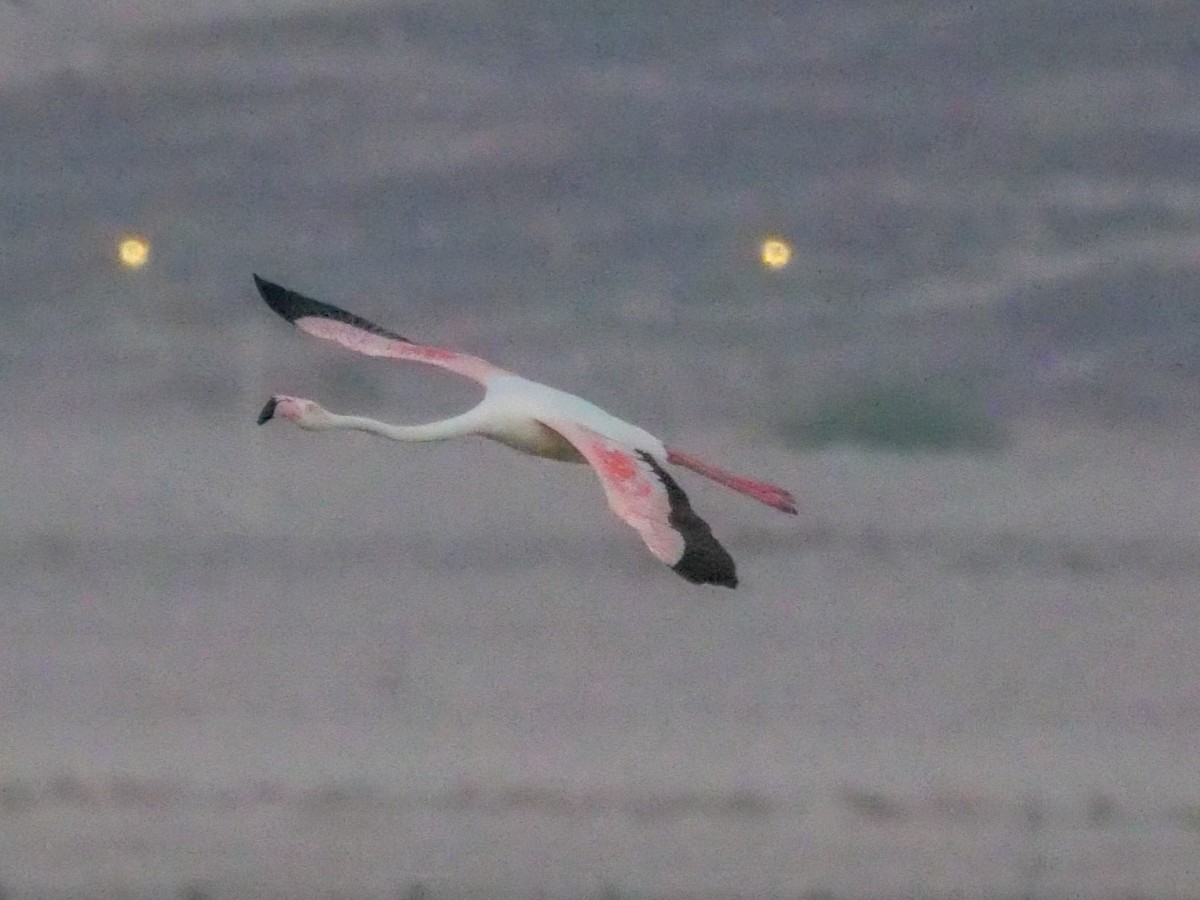 Greater Flamingo - Roger Horn