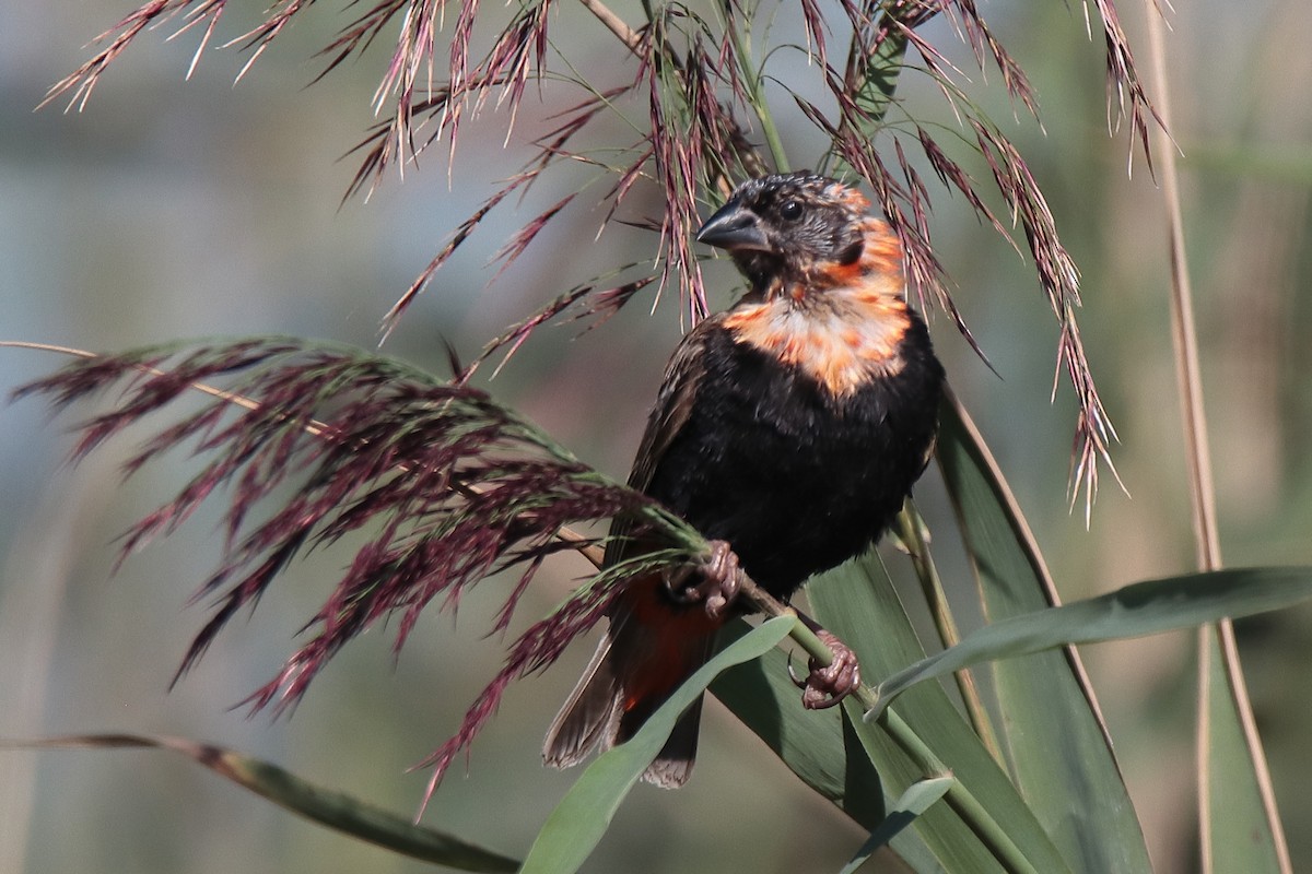 Southern Red Bishop - Johan Heyns