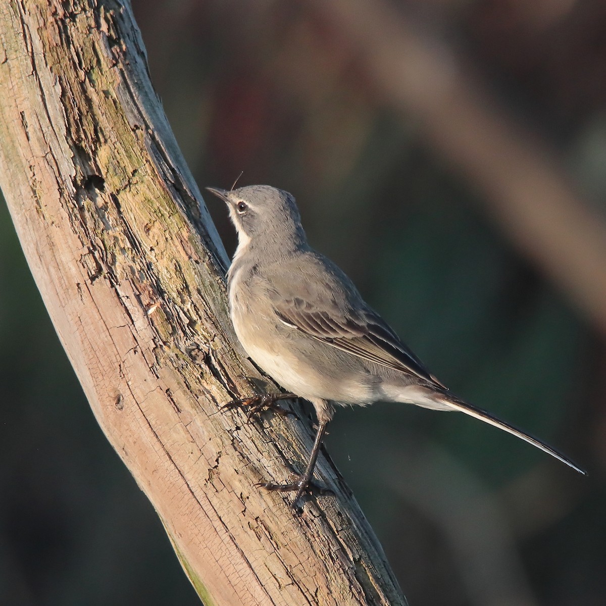 Cape Wagtail - ML547258991