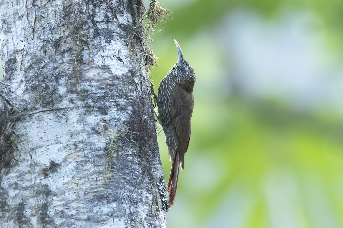 Montane Woodcreeper - Peter Hawrylyshyn