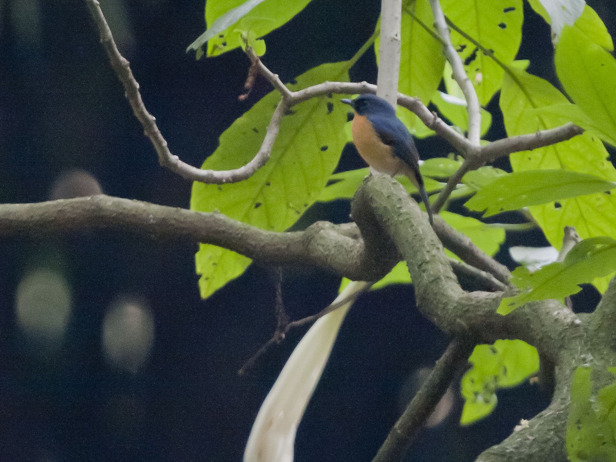 Javan Blue Flycatcher - ML54726021