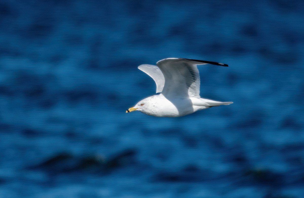 Ring-billed Gull - ML547261431