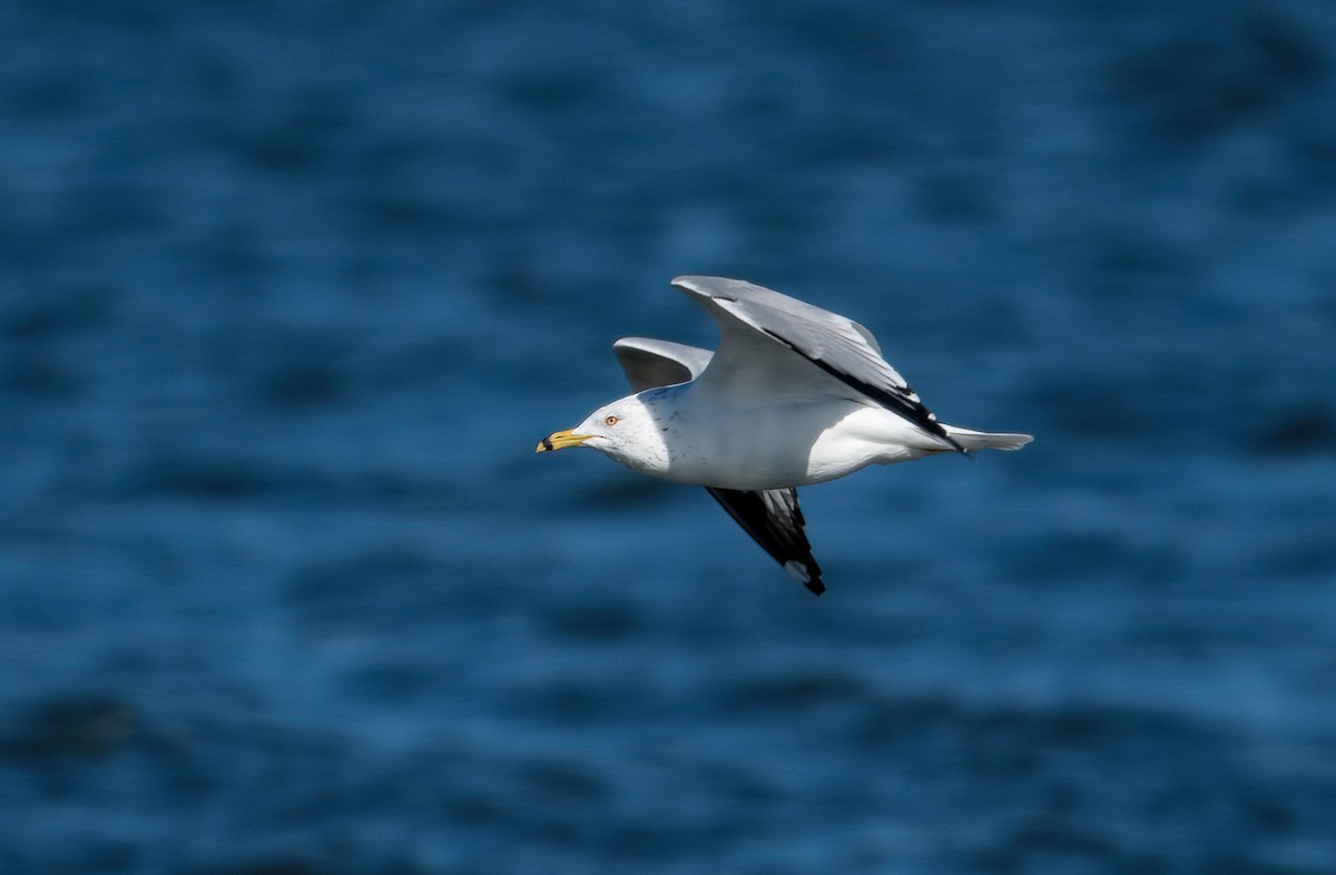 Ring-billed Gull - ML547261441