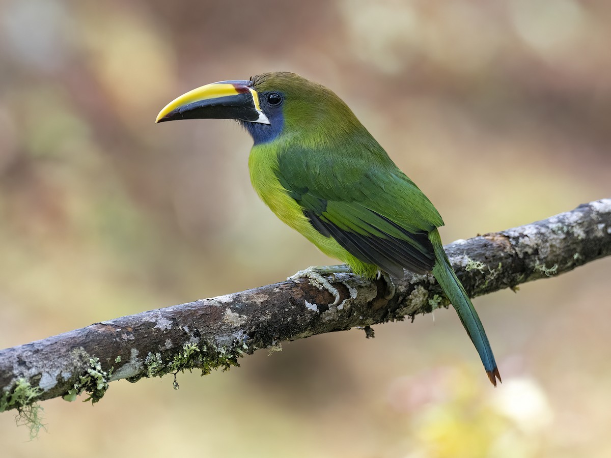 Northern Emerald-Toucanet - Andres Vasquez Noboa