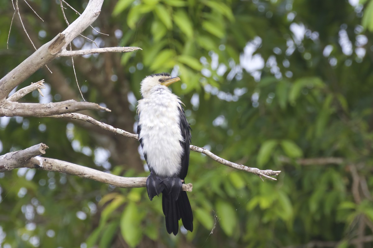 Little Pied Cormorant - ML547262231