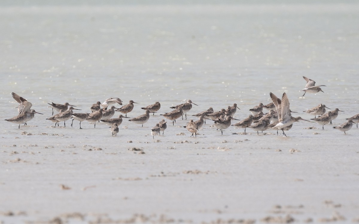 Bar-tailed Godwit - ML547262541