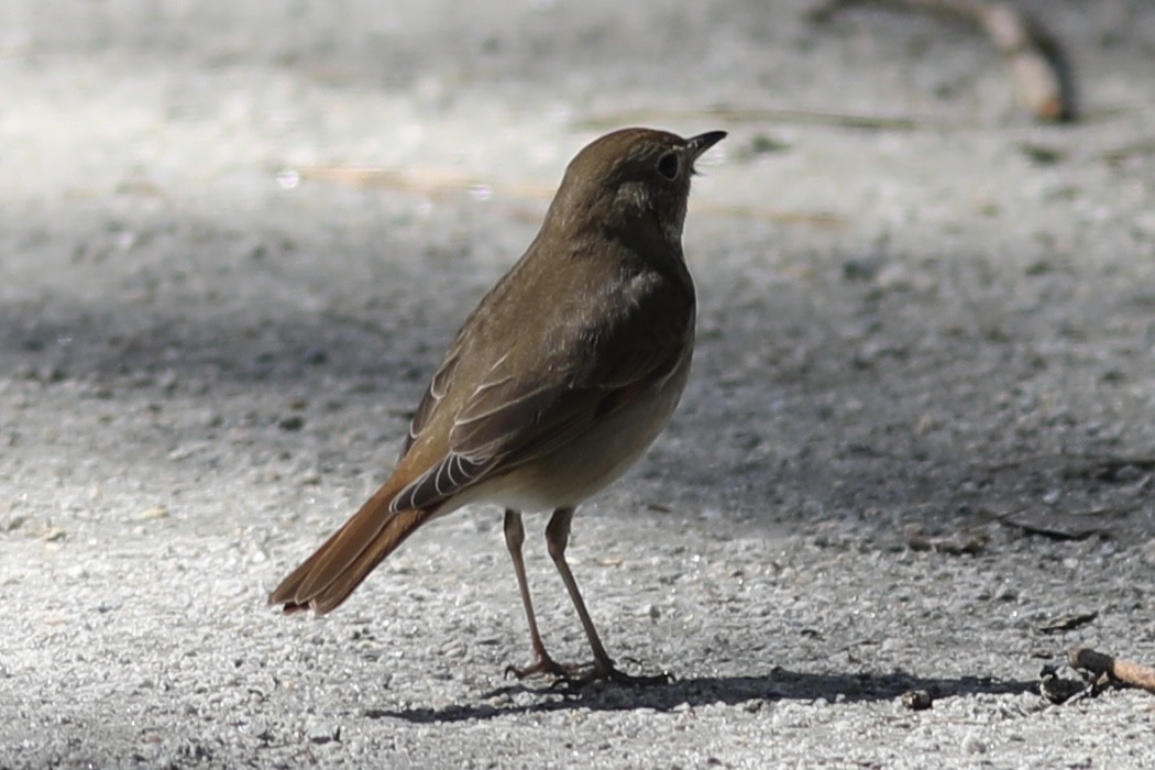 Hermit Thrush - ML547263491