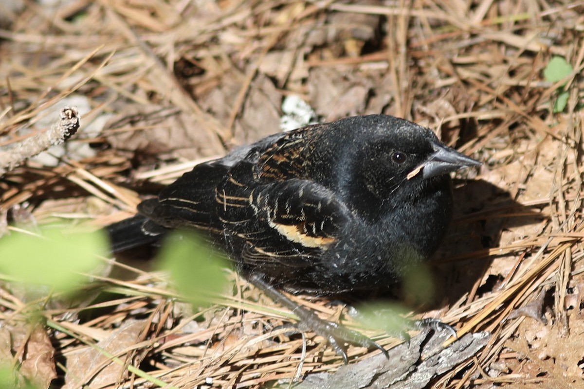 Red-winged Blackbird - ML547263561