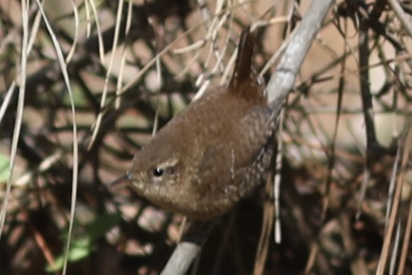 Winter Wren - ML547263631