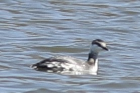 Horned Grebe - ML547263761