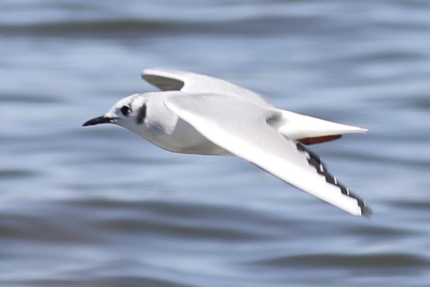 Bonaparte's Gull - ML547263821