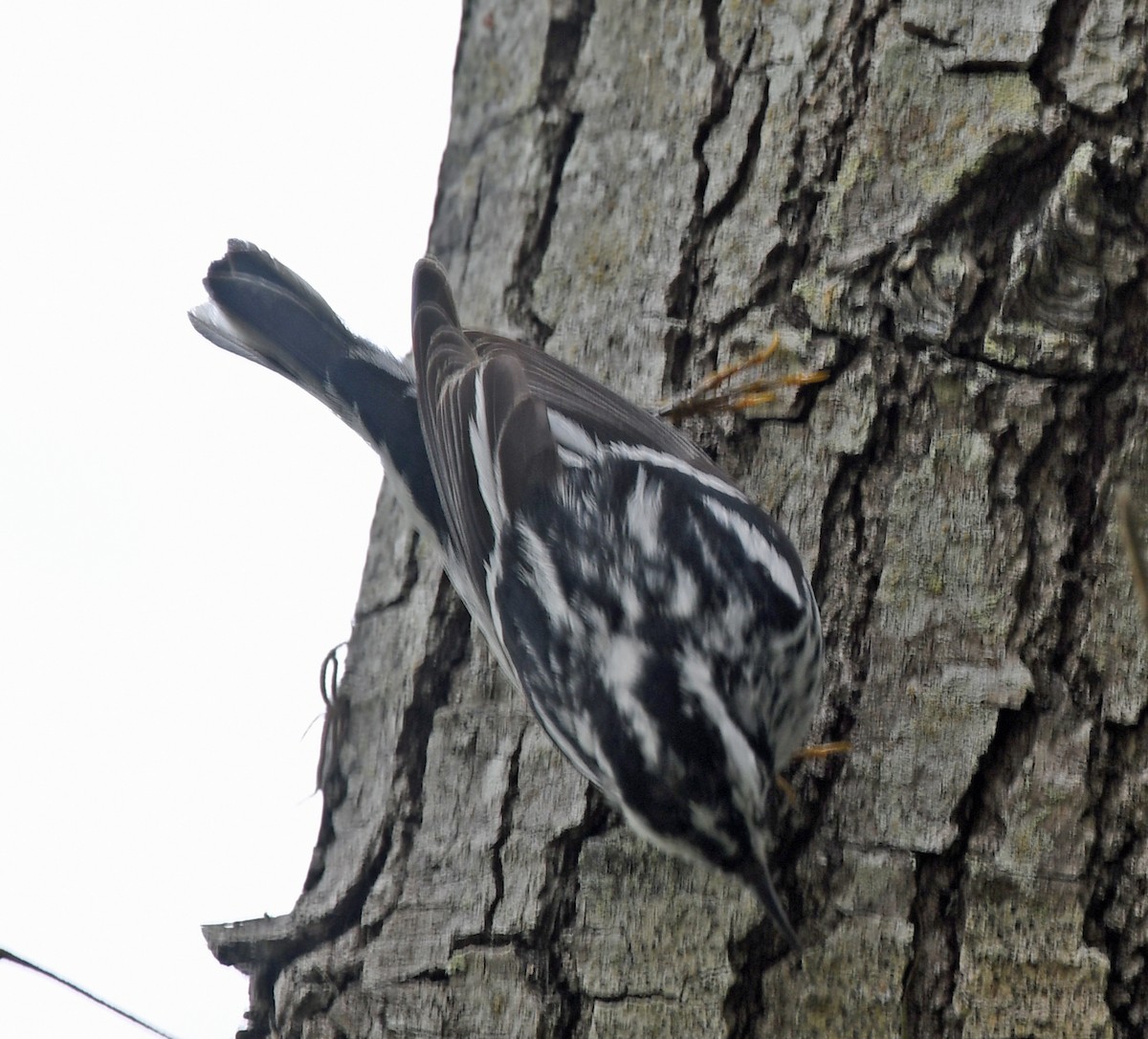 Black-and-white Warbler - ML547264261