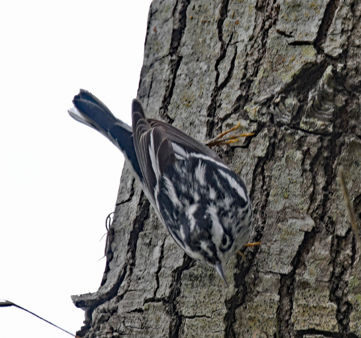 Black-and-white Warbler - ML547264271