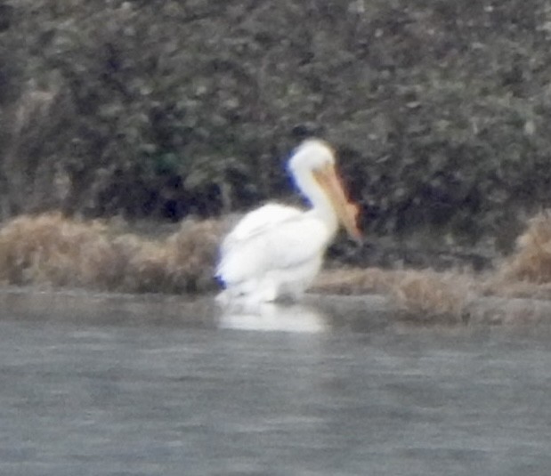 American White Pelican - Andy Frank