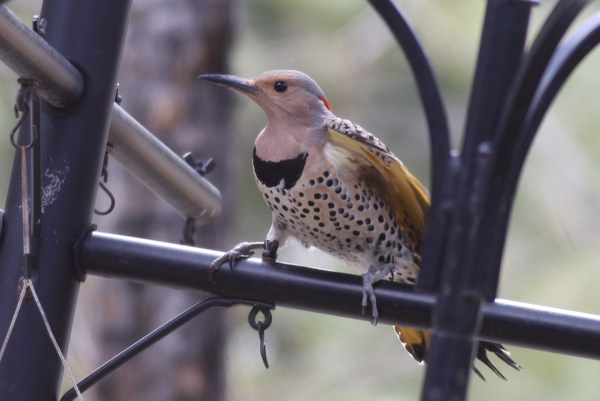 ハシボソキツツキ（auratus／luteus） - ML54726581