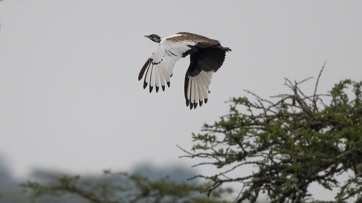 Black-bellied Bustard - ML547266371