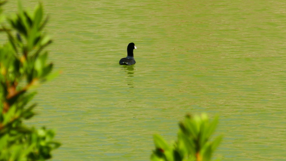 American Coot - ML547266941