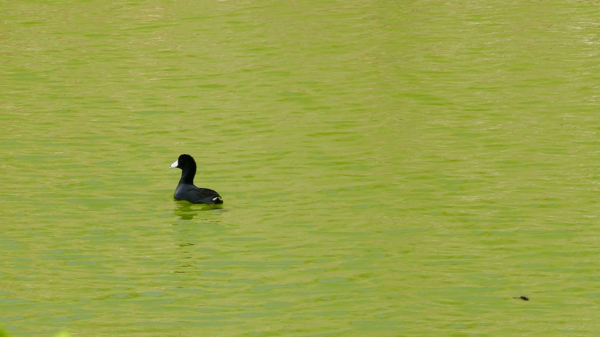 American Coot - ML547266961