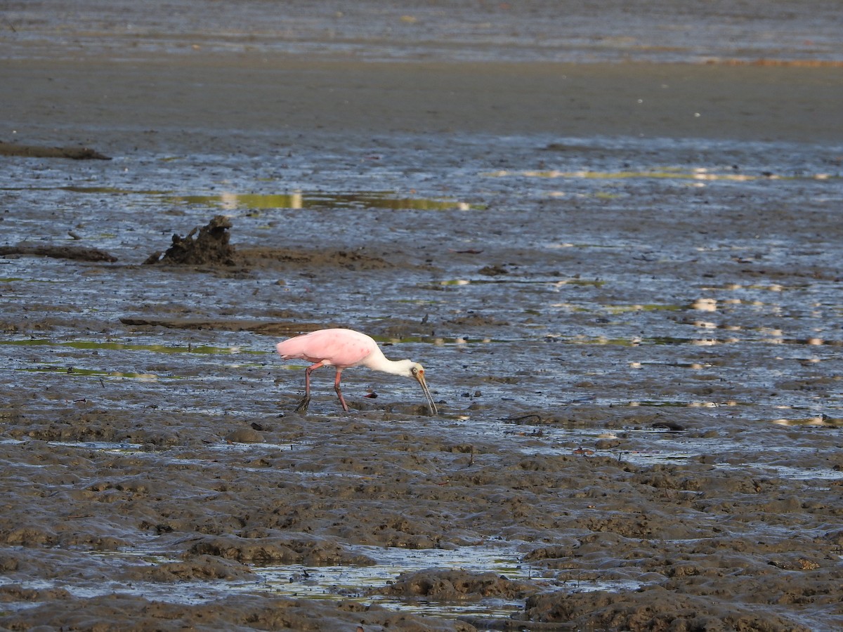 Roseate Spoonbill - ML547267311